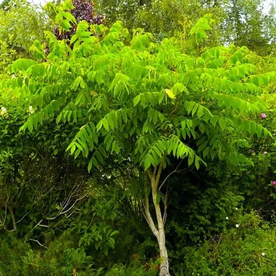 Семена и саженцы Орех Маньчжурский по почте 🌲