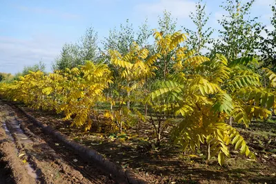 Juglans Mandshurica, Маньчжурский Орех Фотография, картинки, изображения и  сток-фотография без роялти. Image 20408874