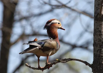 Мандаринка (Aix galericulata)» — создано в Шедевруме