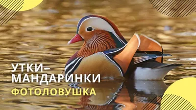 Утка мандаринка − символ Китая | Прокотьев | Дзен