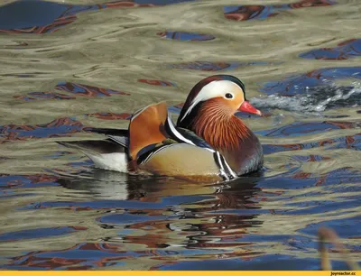 Мандарин(ка) на снегу. | BirdWatch.by