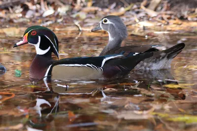 Утка -мандаринка ( Mandarin Duck). фотография Stock | Adobe Stock