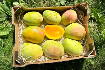 MANGO - Tropical fruit Florida