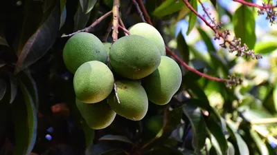 How to shop for, cut and prep mangoes, plus a mango salad