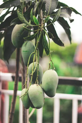 It's Mango Time. | Saveur