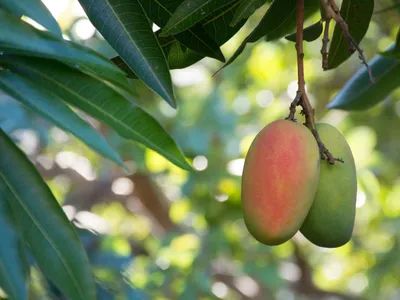 Black Mango / Mango Tommy Atkins - Fruit Plant | Best Price in 2023 at  Plantparadise