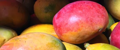 Benefits And Side Effects Of Mango On Skin – Re'equil