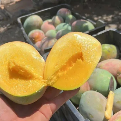 Bio Mango Keitt online bestellen | Trübenecker.de liefert Dir Bio Mangos!