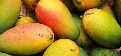 Mangoes 101: Nutrition, Benefits, Types, and More