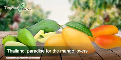 Mangoes 101: Types, Benefits, Storage and More!