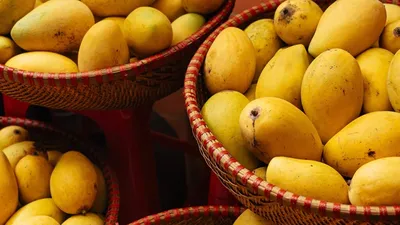 How to Grow a Mango Tree in Australia