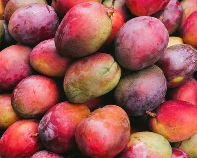 Mangos - All You Need To Know About Mango - Mango.org