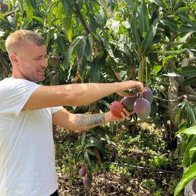 Mehr als nur süß: alles über Mangos - SZ.de