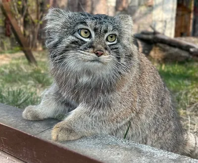 Домашний манул :3 | Пикабу