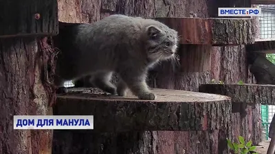 Домашний манул :3 | Пикабу