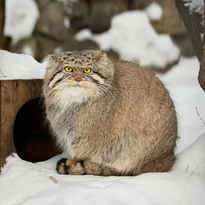 Манул, дикий кот» — создано в Шедевруме