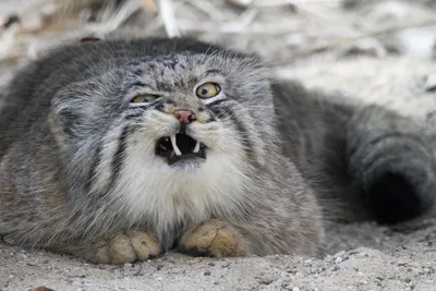 Манул греет лапки на хвосте │Pallas cat warms paws on his tail - YouTube