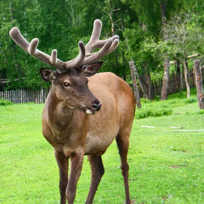 File:Caspian Red Deer (Maral) in Arasbaran forest.jpg - Wikipedia