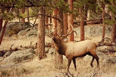 Deer maral with big horns lies on a mountain tied with a bridle in the  mountains of the Altai Stock Photo - Alamy