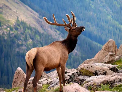 Cervus elaphus maral hi-res stock photography and images - Alamy