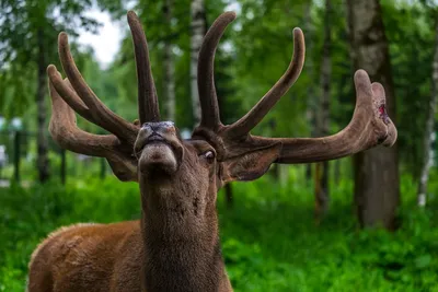 Altai maral hi-res stock photography and images - Alamy