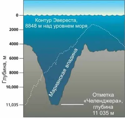 Кто живёт на дне Марианской впадины?