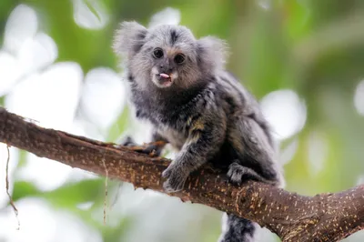 PYGMY MARMOSET: The smallest monkey in the world - YouTube