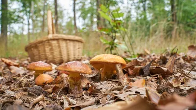 Картинки по запросу фото маслята гриба в лесу | Псилоцибиновые грибы, Дикие  грибы, Растения