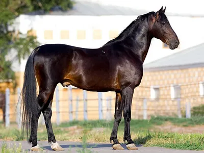 ОСНОВНЫЕ МАСТИ ЛОШАДЕЙ🐴 ⠀ Давайте сегодня сравним основные масти (цвет  шерсти лошади) лошадей 🤗 Как ни странно - почти все они… | Instagram