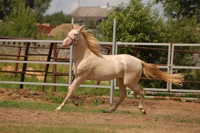 ОСНОВНЫЕ МАСТИ ЛОШАДЕЙ🐴 ⠀ Давайте сегодня сравним основные масти (цвет  шерсти лошади) лошадей 🤗 Как ни странно - почти все они… | Instagram