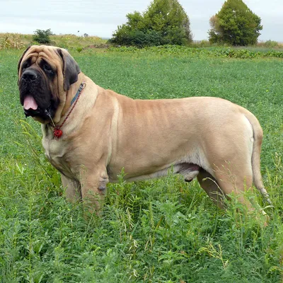 Неаполитанский мастиф (Neapolitan Mastiff) - массивная, сильная и  энергичная порода собак. Фото, описание, цены.