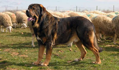 Тибетский мастиф (Tibetan mastiff) (Породы собак) мастиф собака, тибетский  мастиф фото, тибетский мастиф цена, тибетский мастиф купить, щенки  тибетского мастифа, собака тибетский мастиф, мастиф купить Энциклопедия о  животных EGIDA.BY