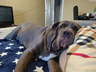 Неаполитанский мастиф (Neapolitan Mastiff) - массивная, сильная и  энергичная порода собак. Фото, описание, цены.