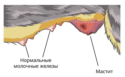 Санбюллетень \"Острый мастит распространенное явление\" (ID#613372195), цена:  165 ₴, купить на Prom.ua