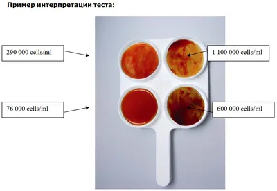 Мастит у кошки - симптомы, лечение