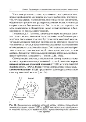 Мастопатия фиброзно-кистозная | Клиника МЕДЕЛ