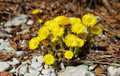 Мать-и-мачеха обыкновенная (Tussilago farfara L.)