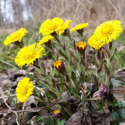 Мать-и-мачеха обыкновенная (Tussilago farfara L.)