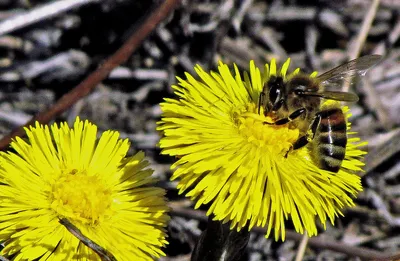 Желтые цветы Farfara Tussilago мать-и-мачеха фотографии были сняты в  Финляндии Стоковое Изображение - изображение насчитывающей цвести, флора:  170231221