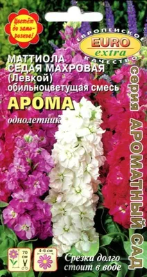 Маттиола двурогая Виолет. Купить семена цветов.