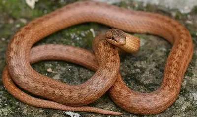 Обыкновенная медянка (Coronella austriaca)