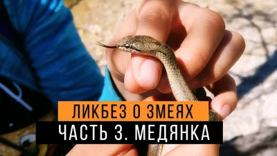 Укус медянки. #shorts Смотрите полное видео - YouTube