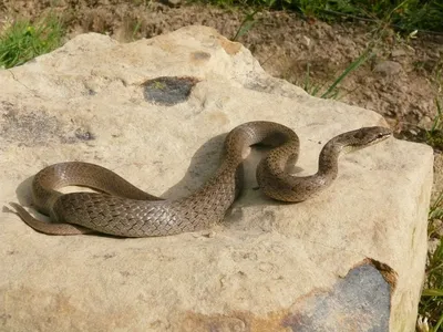 Обыкновенная медянка (Coronella austriaca)