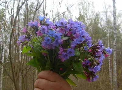 Медуница неясная (Pulmonaria obscura Dumort.)