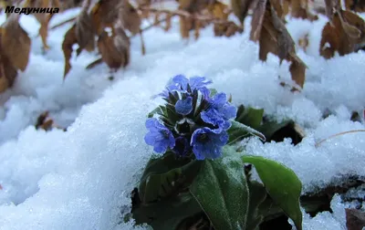 Купить Яблоня \"Медуница\" в Калининграде по низкой цене