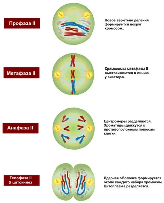 деление мейоза. меиоз делится на мейоз I и мейоз Ii Иллюстрация штока -  иллюстрации насчитывающей завязь, пары: 241462823