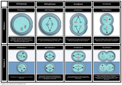 Мейоз | Цитология | Биология