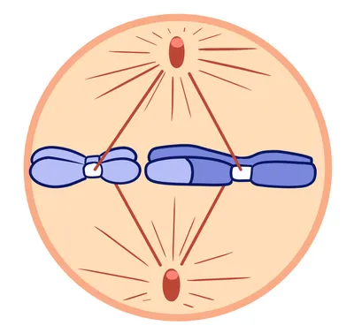 Деление клетки. Как происходит мейоз? — Мария Семочкина на TenChat.ru