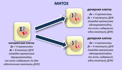 18. Мейоз: Место мейоза и оплодотворения в жизненном цикле организмов