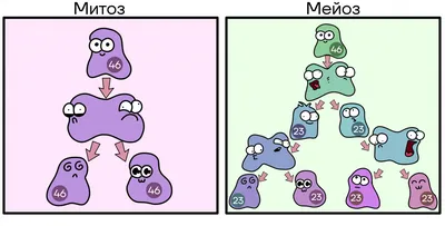 Митоз и мейоз иллюстрация вектора. иллюстрации насчитывающей иллюстрация -  31976182